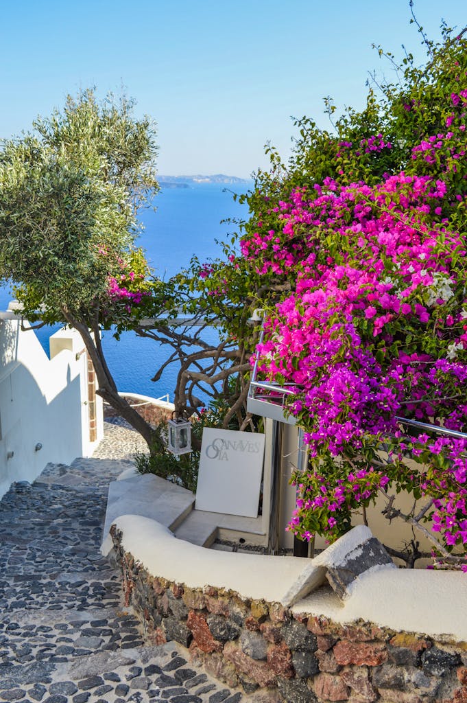 A picturesque alley in Santorini, Greece, with blooming bougainvillea and sea views.