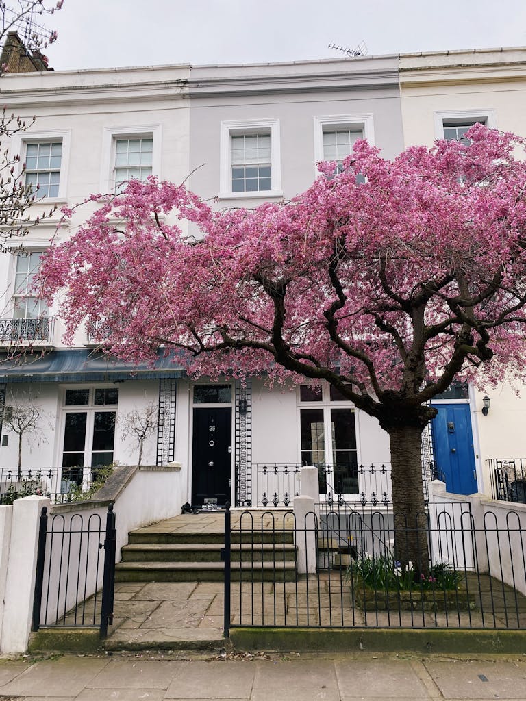 A picturesque London townhouse adorned with blooming cherry blossoms in spring.