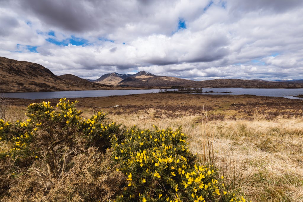 Explore the stunning Scottish Highlands with blooming gorse and tranquil loch under dramatic clouds.