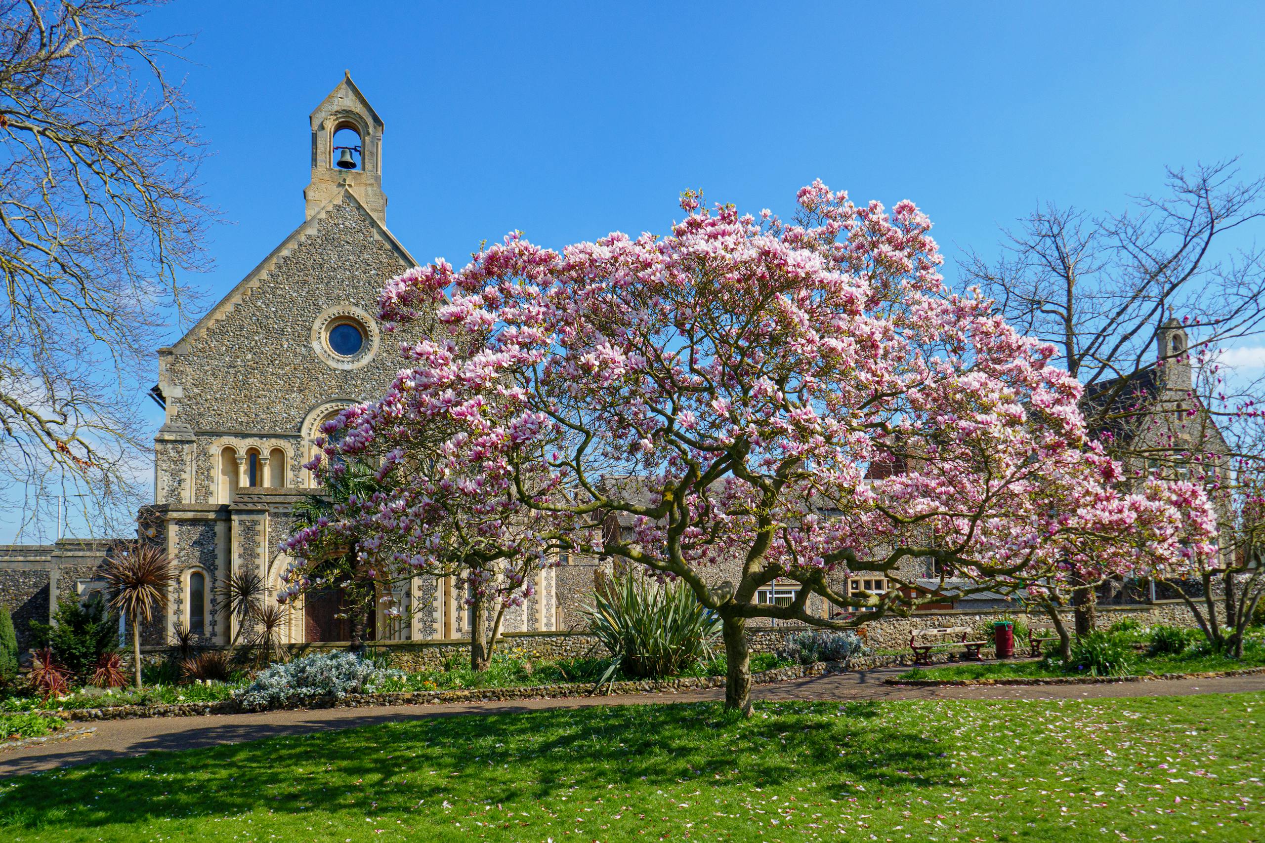 A picturesque church in Reading, England framed by vibrant pink cherry blossoms on a sunny spring day.