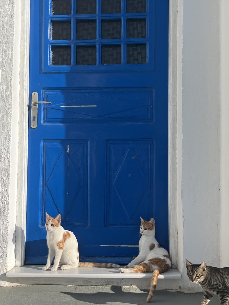 Some of the many Island cats of Santorini in front of a white-washed home with a blue front door.